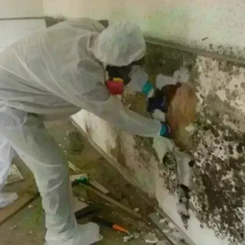 Mold Remediation and Removal in Ellwood City, PA